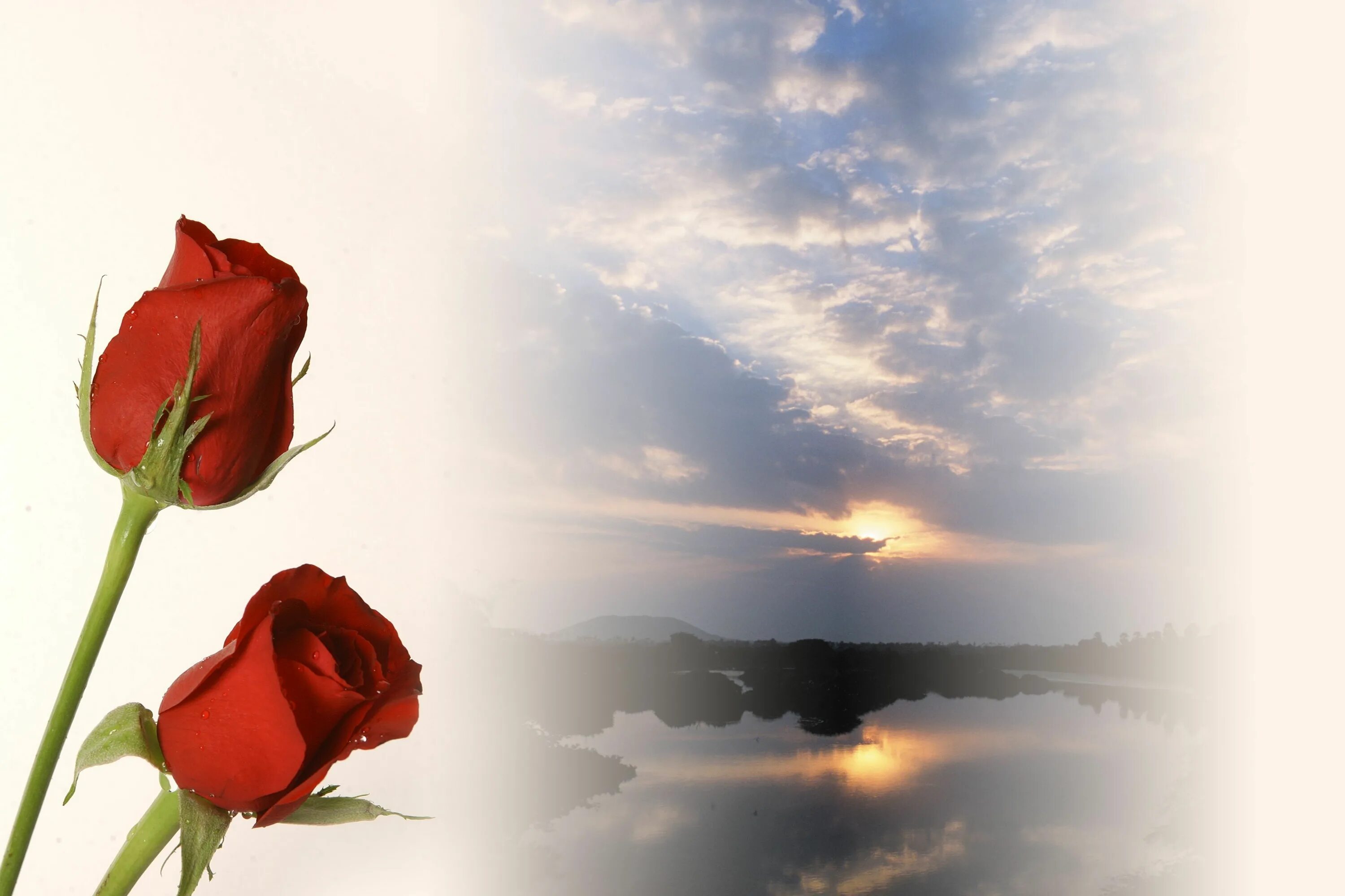 Цветы некролог. Весны прекрасные мгновения. Светлая память цветы. Я ромашка. Увядший цветок.