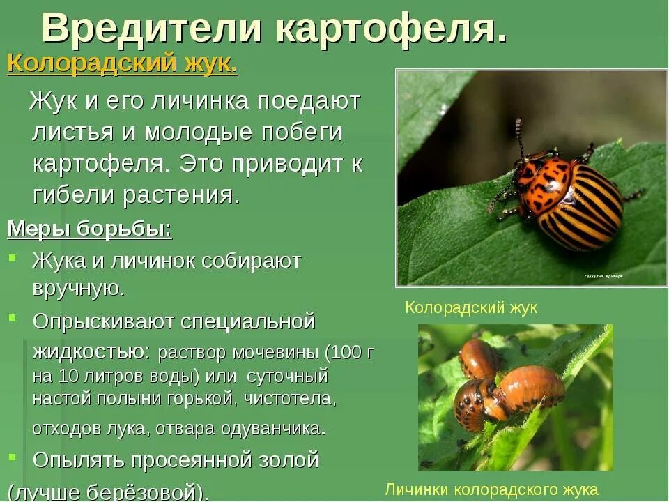Какую среду обитания освоил колорадский жук ответ. Насекомые вредители колорадский жук. вредители сельскохозяйственных культур колорадский жук. колорадский картофельный жук.