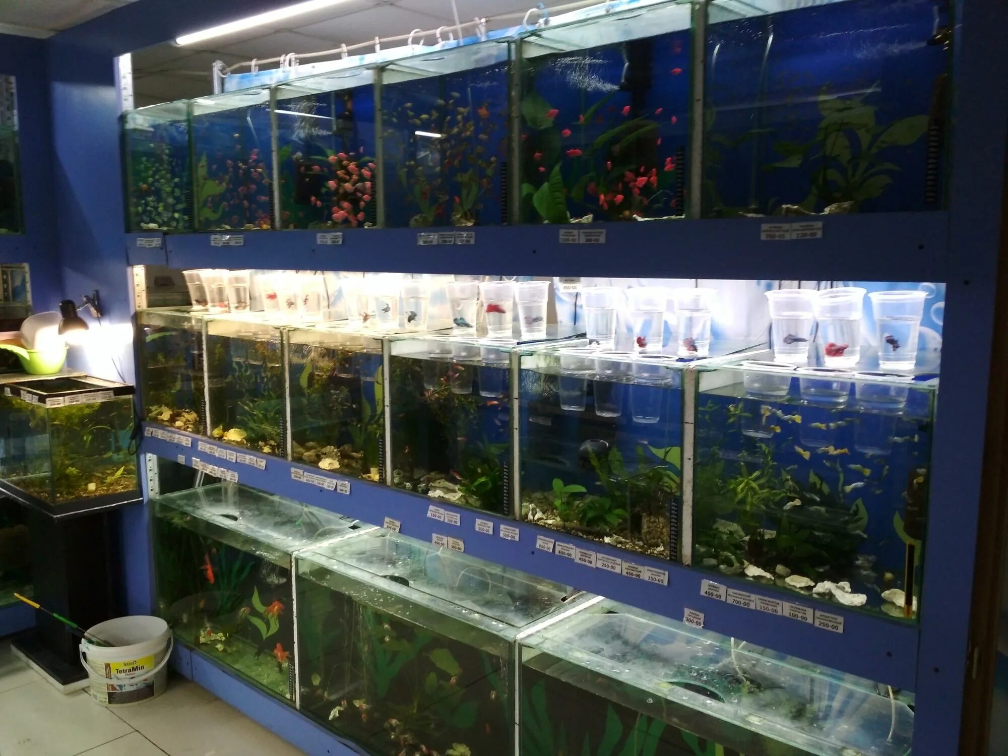 Купить рыбу в нижнем новгороде. Зоомагазин аквариум. Аквариум с рыбками в зоомагазине. Аквариумные рыбки в зоомагазине. Зоомагазин с рыбками рядом.
