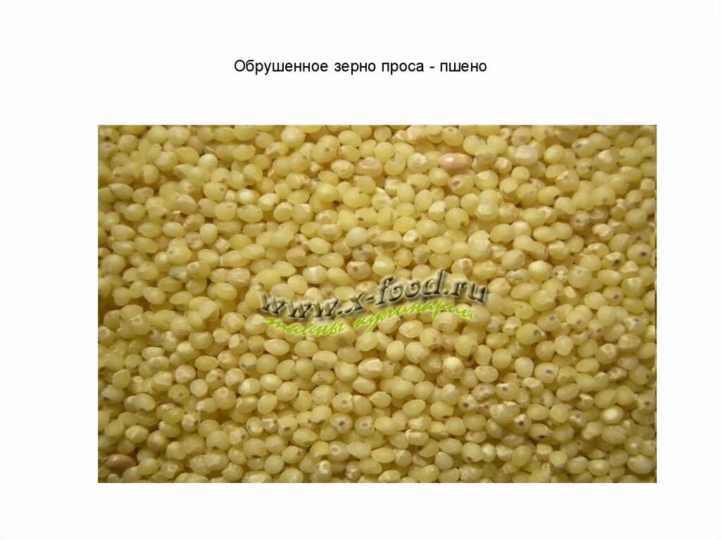 просо зерно. просо семена. пшено корм для птиц. просо бай семена. джавари крупа.
