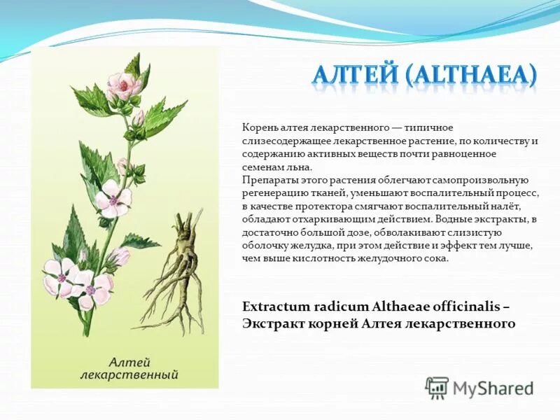 Корень алтея на латинском. Лекарственное растение Алтей лекарственный. Алтей лекарственный корневище. Корни Алтея производящее растение. Алтей лекарственный характеристика.