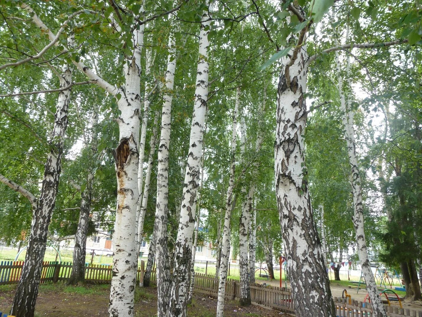 березовая роща ярославль. берёзовая роща красноуфимск. березовая роща петровское ярославской области. березовая роща петровское ярославской области. парк берёзовая роща брагино.