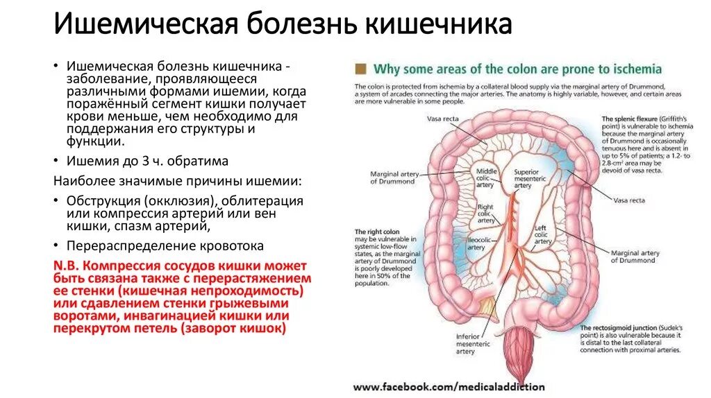 Вызывает заболевание кишечника. Симптом, характерный для поражения тонкой кишки. Заболевания тонкой и толстой кишки. Клинические симптомы поражения Толстого кишечника. Признаки поражения тонкой кишки.