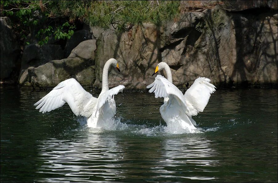 танцы лебедей в природе. лебедь эстетика. танец любви лебеди. лебедь танцует. лебединое озеро белый лебедь.
