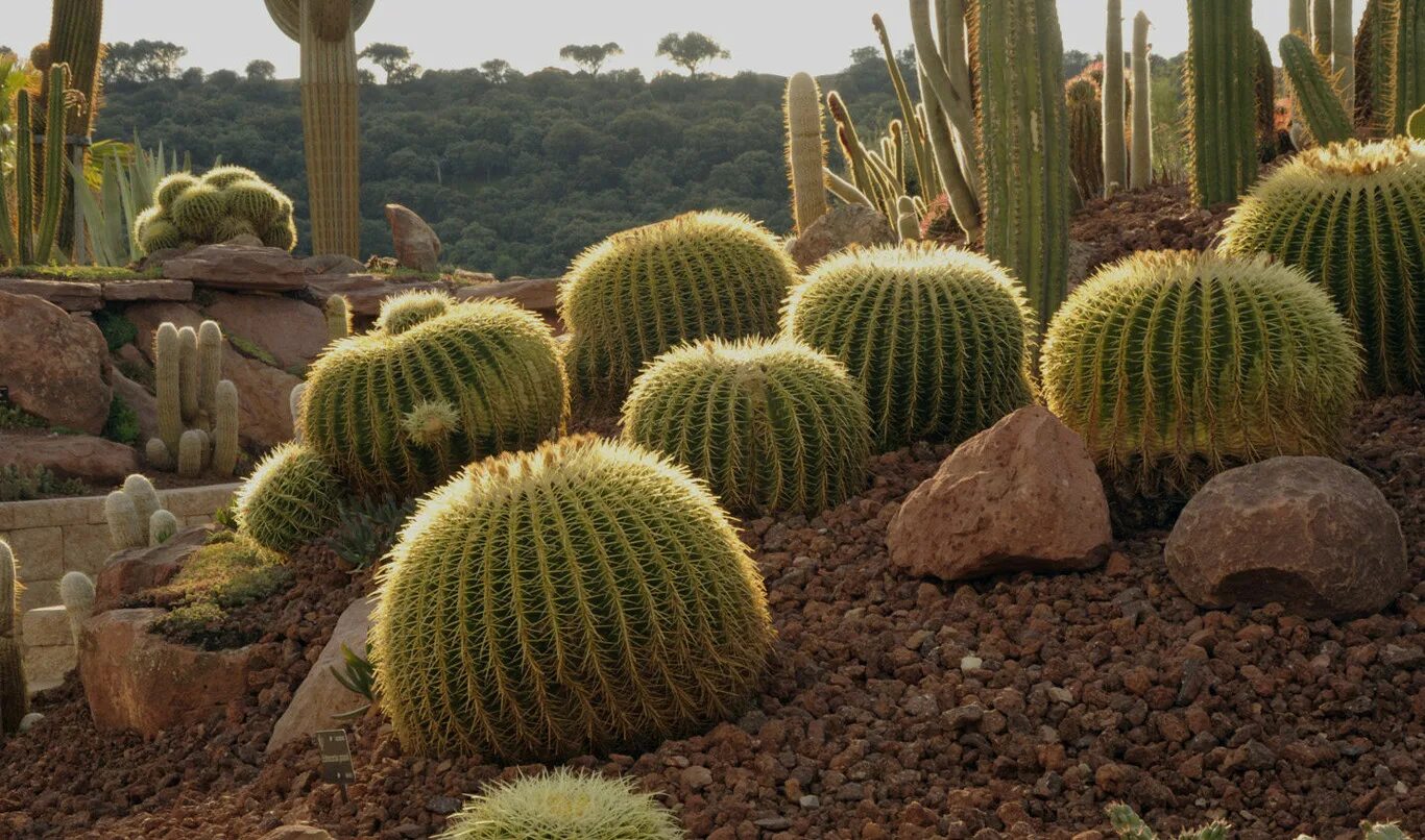Mexican cactus. Долина кактусов в Мексике. Кактусы в Техасе и Мексике. Опунция Кактус Мексика. Суккуленты в Мексике.