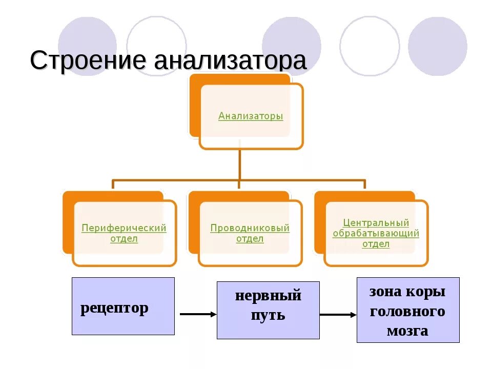 Какие отделы входят в анализатор