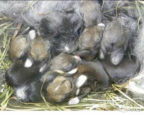 Окрол калифорнийской крольчихи. Гнездо крольчихи после окрола.