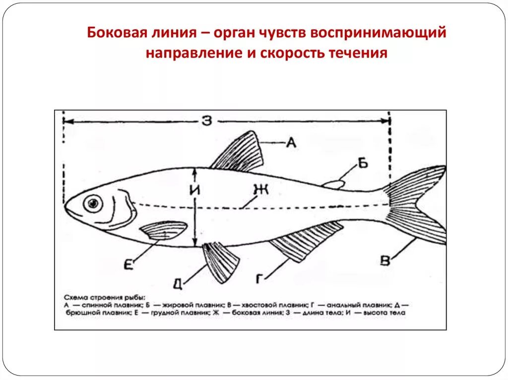 Схема измерения рыбы. Схема внешнего строения рыбы. Боковая линия у рыб. Строение боковой линии у рыб.