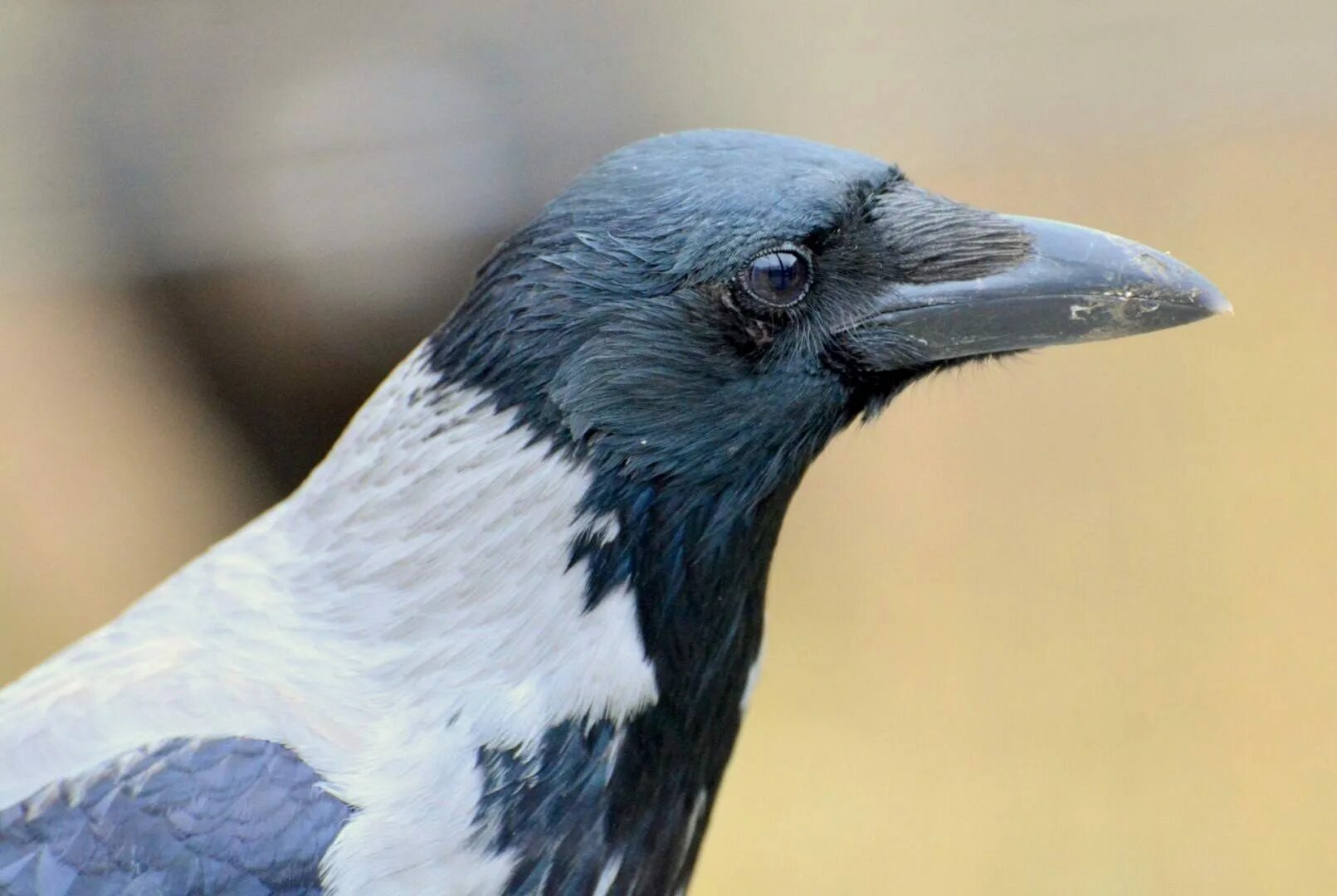 Семейство врановые - Corvidae. Галки семейство врановых. Птицы семейства врановых фото. Сойка врановые.