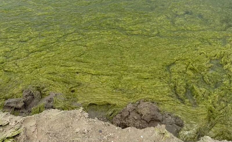 Водоросли в анапе. Зеленые водоросли Анапа. Анапа зеленая вода.