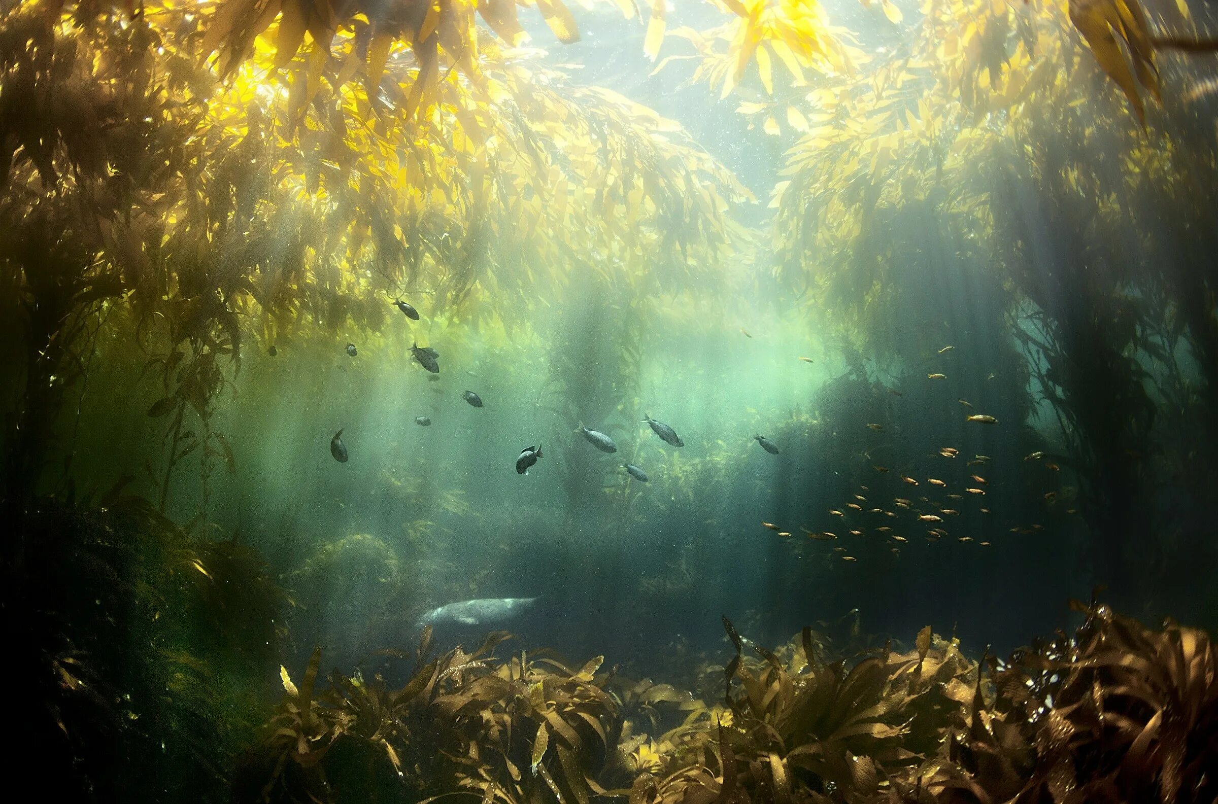 Водоросли и свет. Саргассово море водоросли. Подводный "лес"(Kelp Forest). Келп водоросли. Подводные пейзажи.