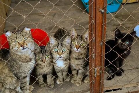 Куда пристроить бездомных котят