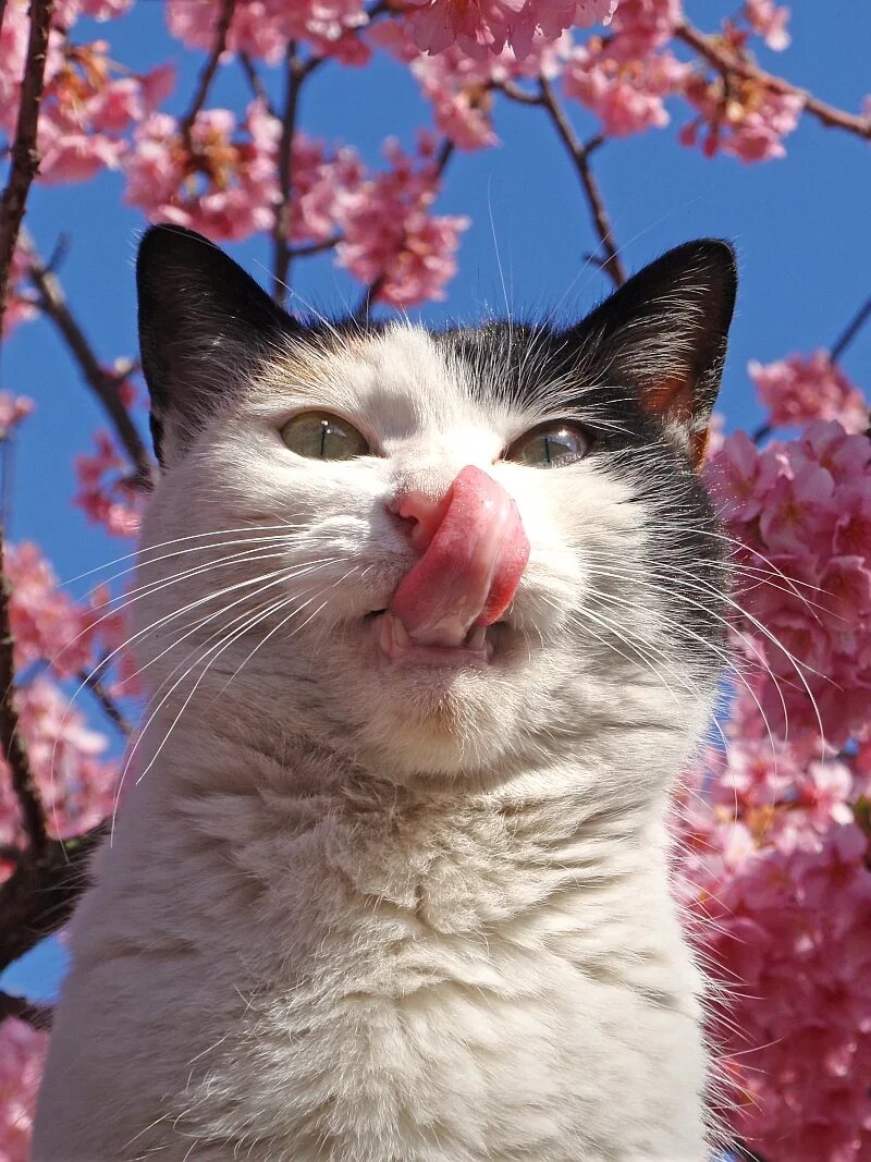 Мартовская кошечка. Мартовский кот. Кошки весной. Весенняя кошка.