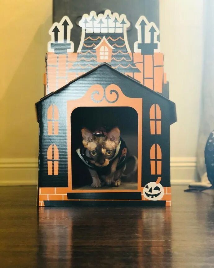 Картонный домик для кошки. Картонный дом с привидениями. Картонный домик на Хэллоуин. Кошачий домик замок. Клеил домик