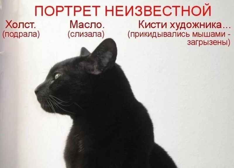 Картинке с их подписями. Приколы с животными с подписями. смешные кошки с подписью. смешной кот с подписью. картинка кошка с подписью.