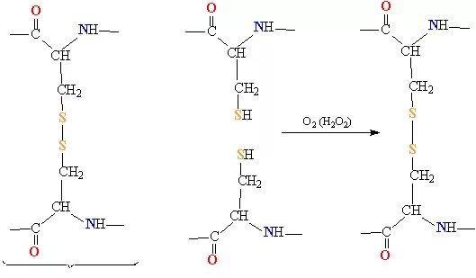 Образование дисульфидных связей в белке. Цистеин дисульфидная связь. Дисульфидные связи в белках. Дисульфидная связь в белках в волосе. Дисульфидные мостики структура.