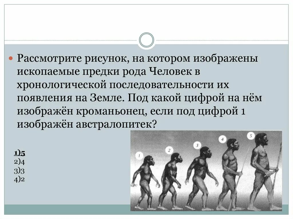 Предки человека в хронологическом порядке. Хронологическая последовательность появления на земле человека. Возникновение людей таблица. В каком порядке появились на земле люди. Предки людей виды