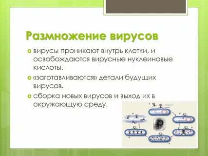 Почему вирусы размножаются только внутри клетки