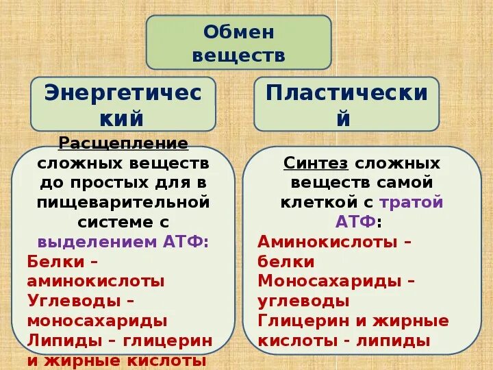 Обмен веществ человека биология. Обмен веществ и энергии конспект. Обмен веществ конспект. Обмен веществ это в биологии. Метаболизм презентация.