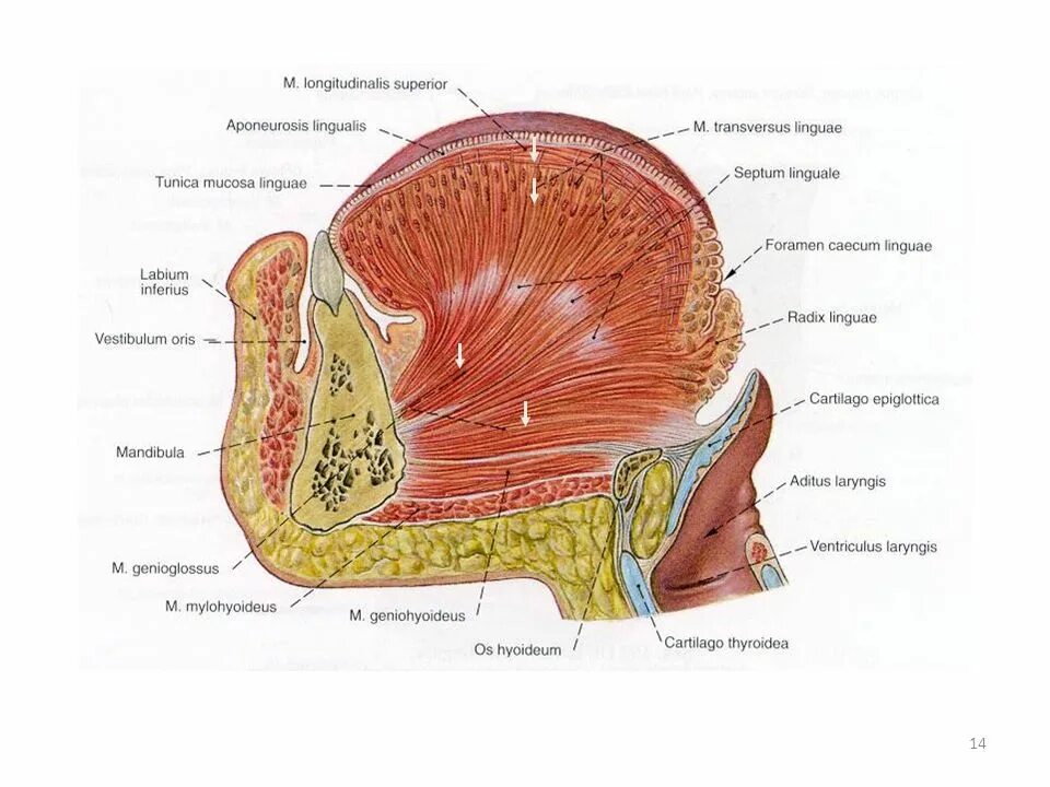Labium латынь. Labium латынь