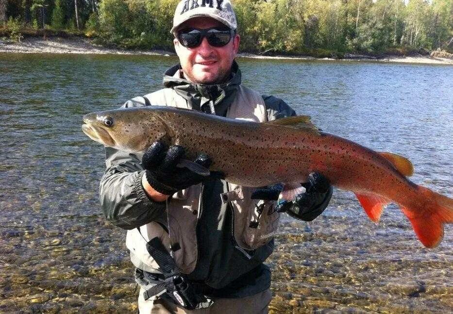 Рыбы урала. Рыбы урала. Рыбы урала. Речная рыба елец. Рыба язь ареал обитания.