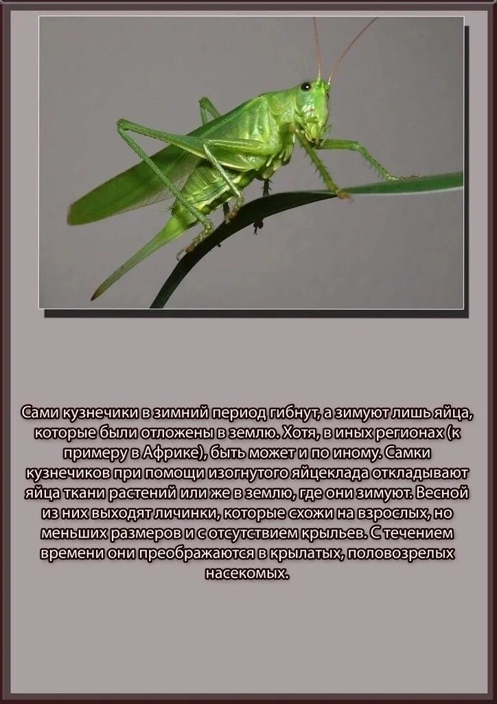 Почему кузнечик зеленый. Самка кузнечика. Сведения о кузнечике. Куда деваются насекомые осенью. Кузнечик фото и описание.