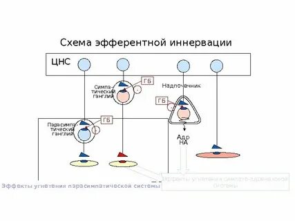 Афферентная и эфферентная алалия
