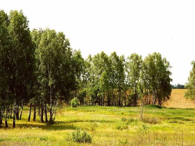 Березовый перелесок. Перелесок что это такое для детей. Березовый перелесок. Березы на холме. Перелесок род.