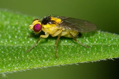 Small fly