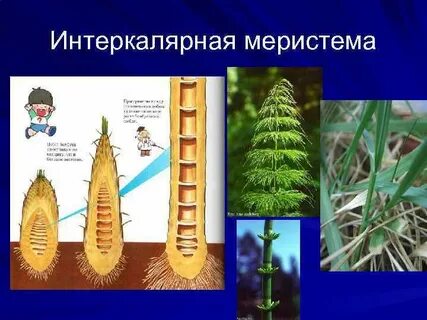 Вставочный рост характерен для