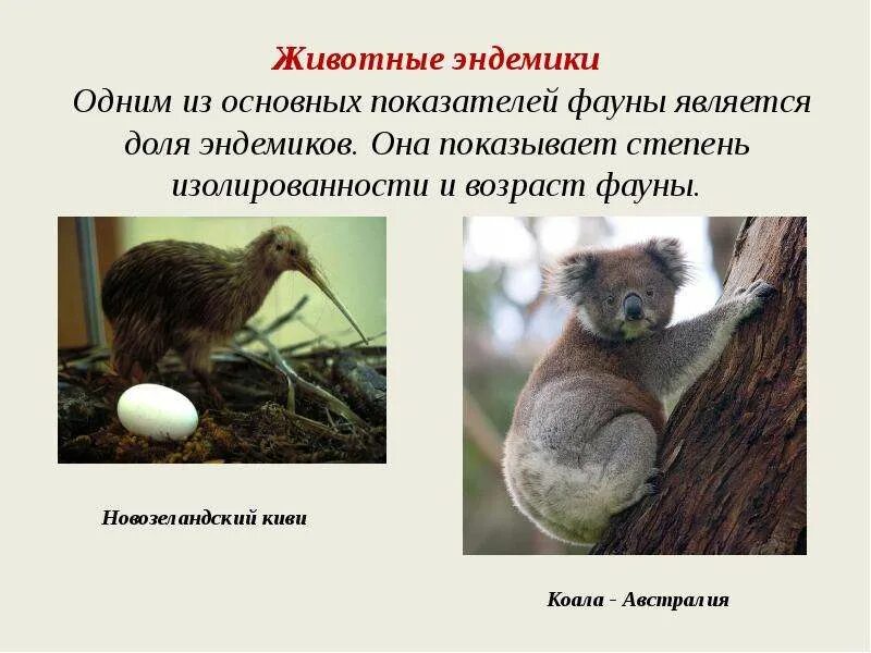 Укажите эндемиком какого материка является