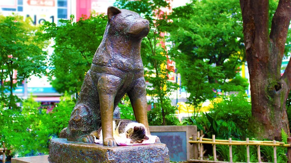 Памятник Хатико на станции Сибуя. Памятник Акита ину в Японии. Статуя Хатико в Японии. Памятник Хатико в Токио.