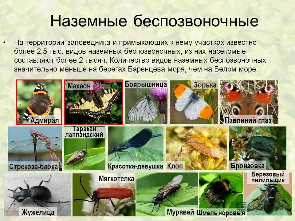 численность видов животных. наука изучающая насекомых. количество насекомых. виды насекомых для детей. сколько всего насекомых.