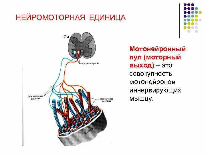 Нейромоторные единицы физиология. Нейромоторные единицы физиология. Нейромоторная единица физиология. Нейромоторная единица 2 типа физиология. Двигательная единица.