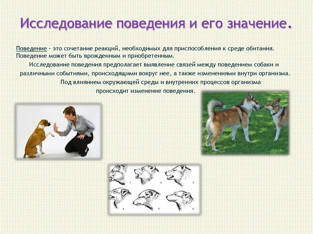Поведение собак. Примеры поведения собаки. Особенности поведения собак. Исследовательское поведение собак.