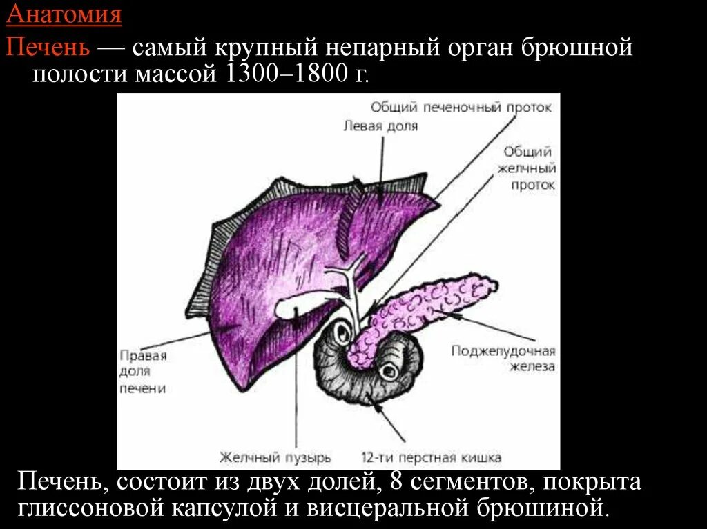 Глиссонова капсула печени. Анатомия печени презентация. Глиссонова капсула анатомия. Состоит из двух долей печень или поджелудочная.