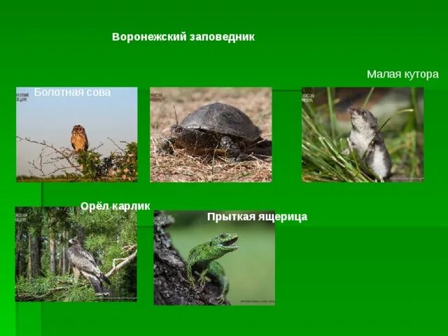 Презентация на тему: "Заповедники Воронежской области"