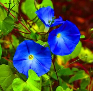 Morning glory