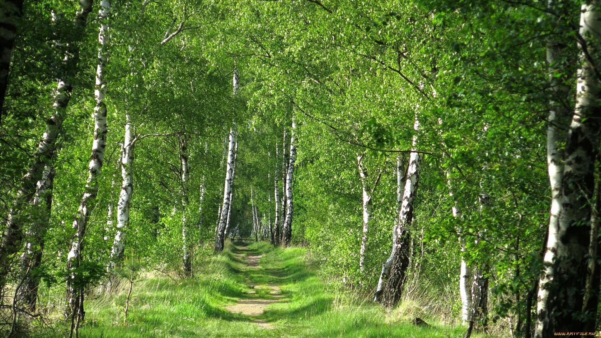 Берёза дерево берёза. Березняк, березовая роща. Березка гипермаркет зеленодольск. Молодые березки. Саракташ березовая роща.