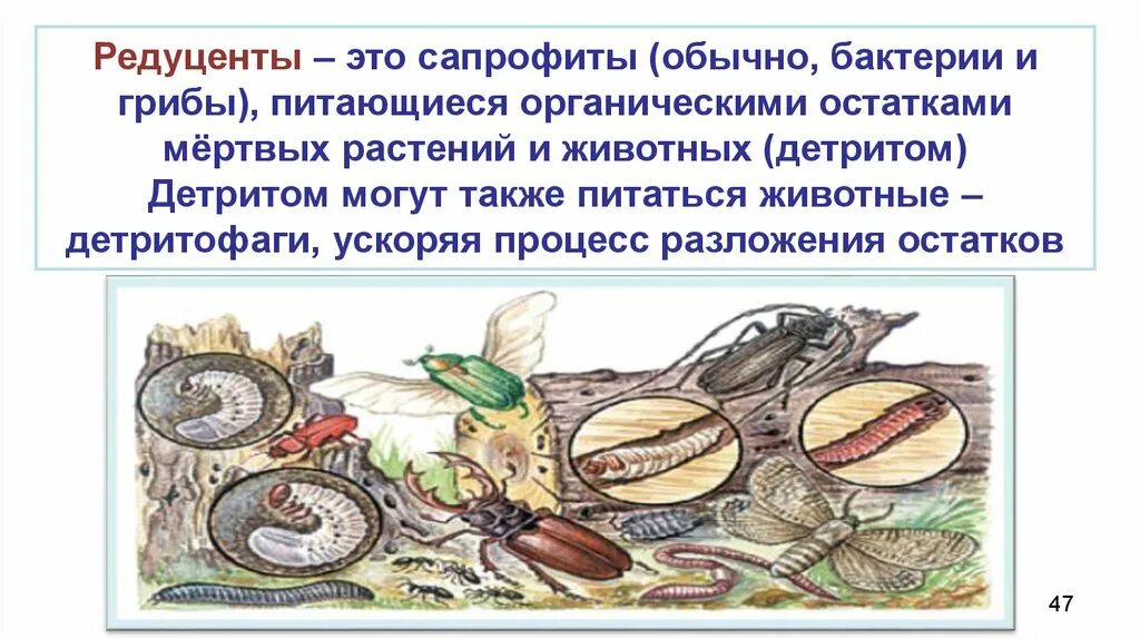 3 редуцента