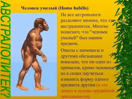 Австралопитек человек умелый