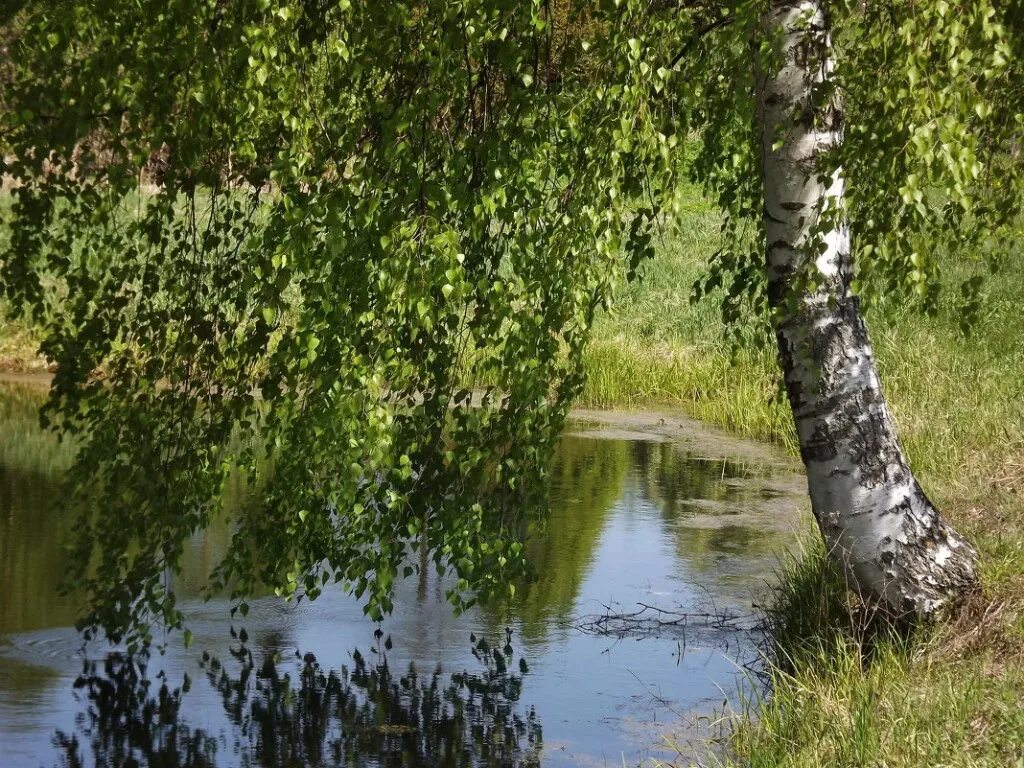 Березы склонились