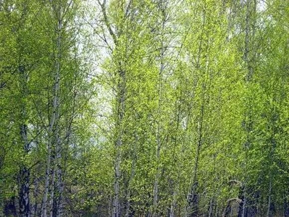 Зеленая дымка на деревьях. Весенний лес в зеленой дымке. Зеленая дымка на деревьях весной. Зеленая дымка леса весной.
