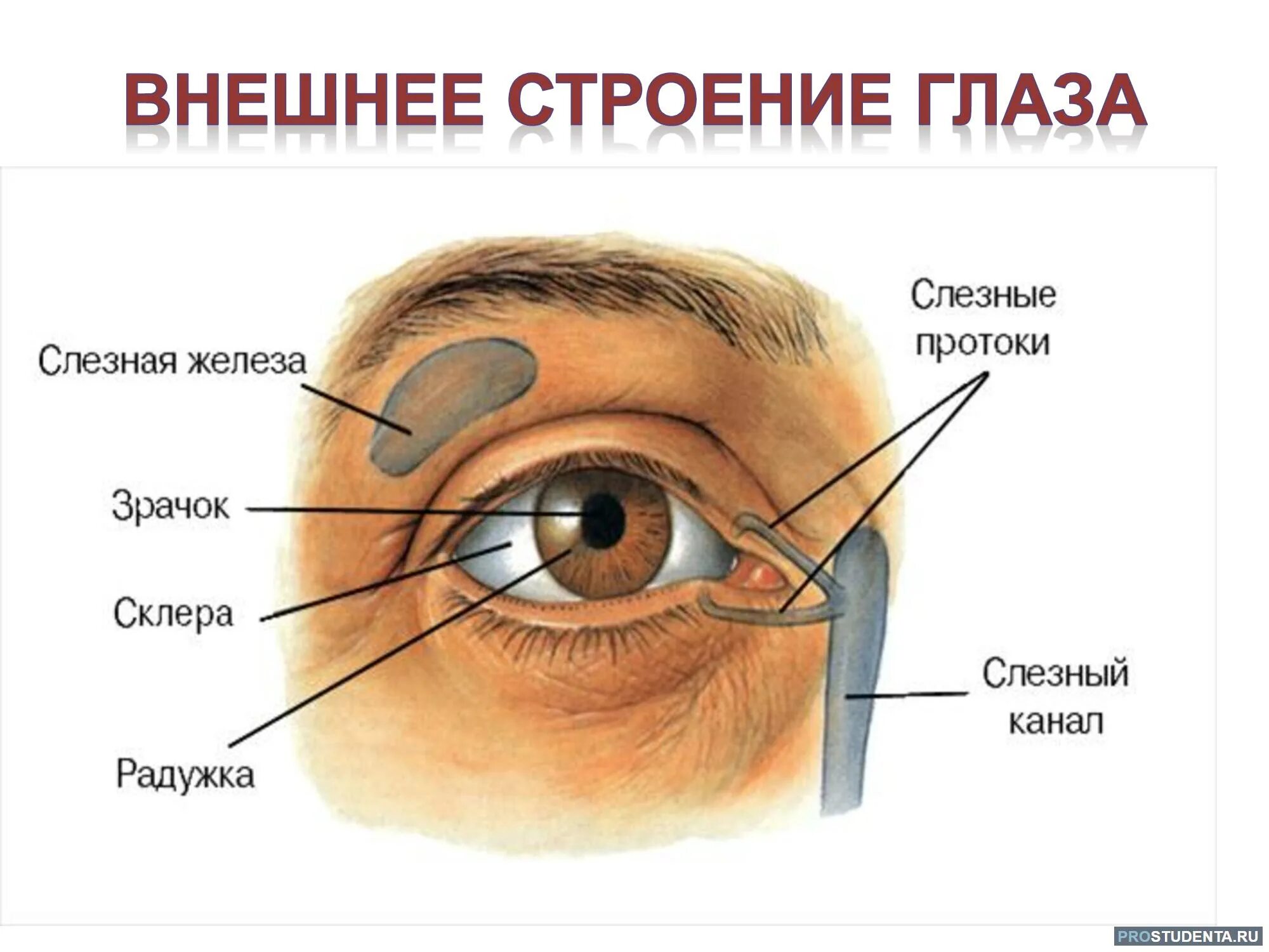 Собака слезный канал. Строение глаза человека схема. Внешнее строение глаза. Строение глаза для детей. Строение глаза внешне.