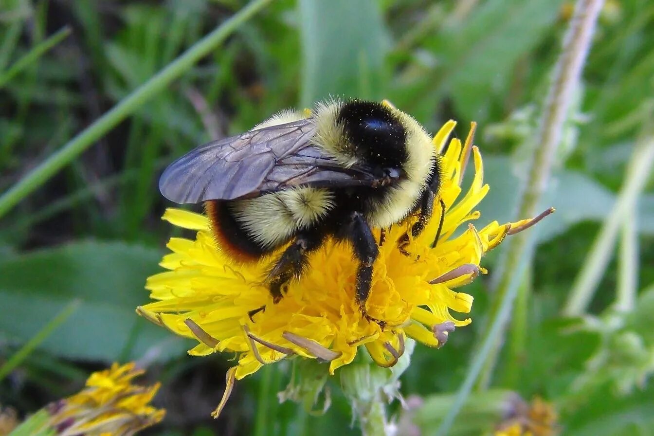 Шмель армянский - Bombus armeniacus. Степной Шмель Bombus fragrans. Шмель глинистый Bombus argillaceus. Шмель Степной (Bombus terrestris).