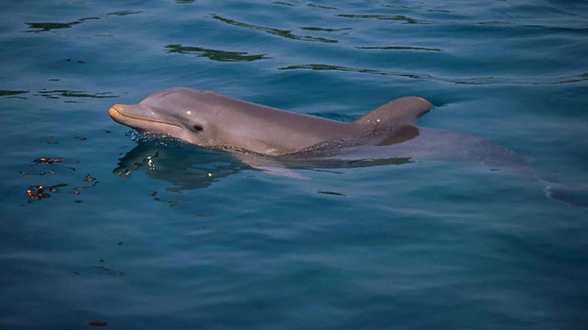 Дельфин 7 2 3 4 1 4. Нос дельфина. как выглядит нос дельфина?. highbrow bottle - nosed dolphin.