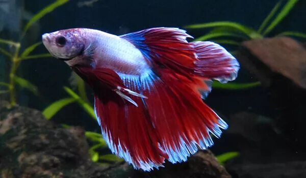 Петушок Халф Мун саламандра самец (Betta male Halfmoon salamandra)