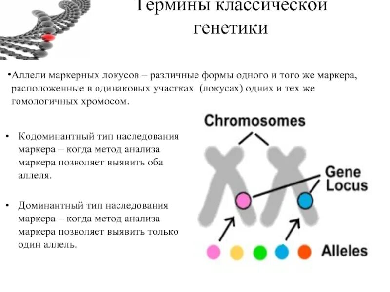 Аллельное состояние генов. Аллель и аллельные гены. Классическая генетика. ДНК ген аллель. Аллели в хромосомах.