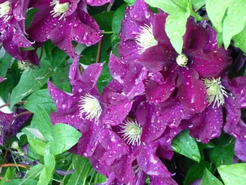 Degroot-Inc Clematis, Herbaceous perennials, Evergreen shrubs