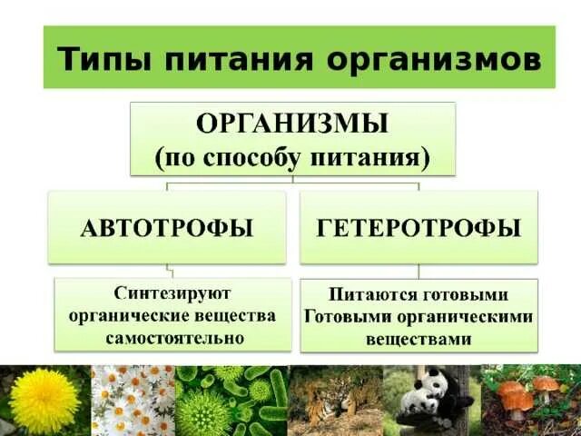 Жизнедеятельность организмов свойства живых организмов. Жизнедеятельность организмов свойства живых организмов
